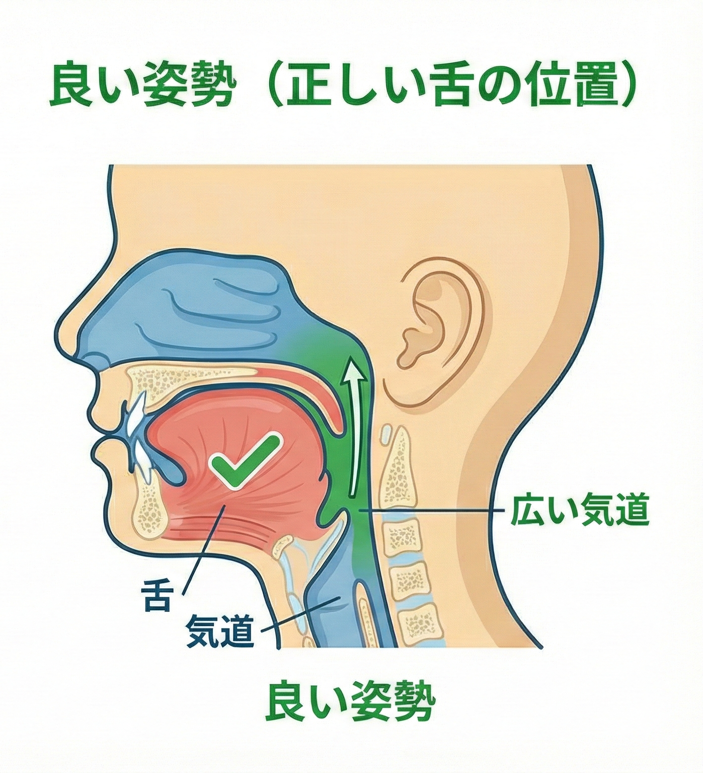 良い例：舌が上がっている